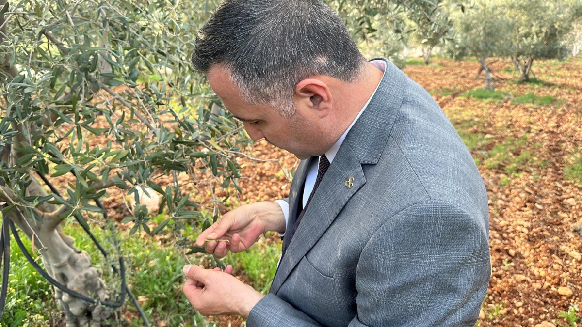 Mahmut Ünüvar: ‘’Ermenek zeytini markalaşacak’’