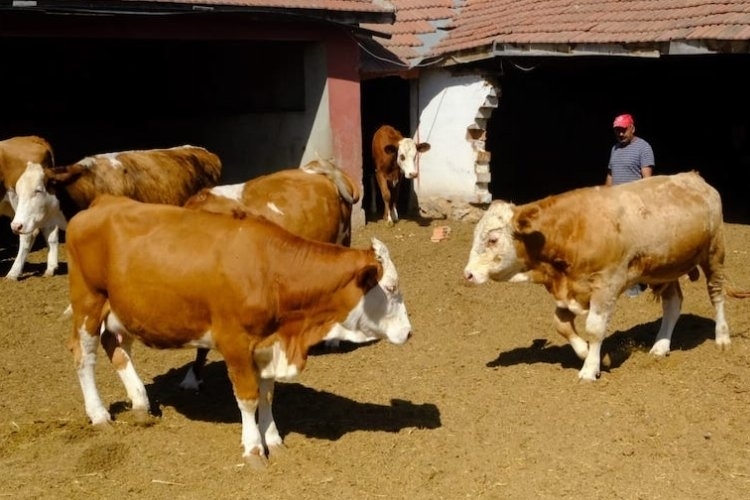 Tarım Sektörüne Damızlık Boğa Desteği Yolda