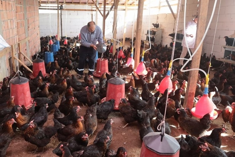 Kocaeli'de Çiftçilere Yüzde 50 Hibeli Tavuk Desteği