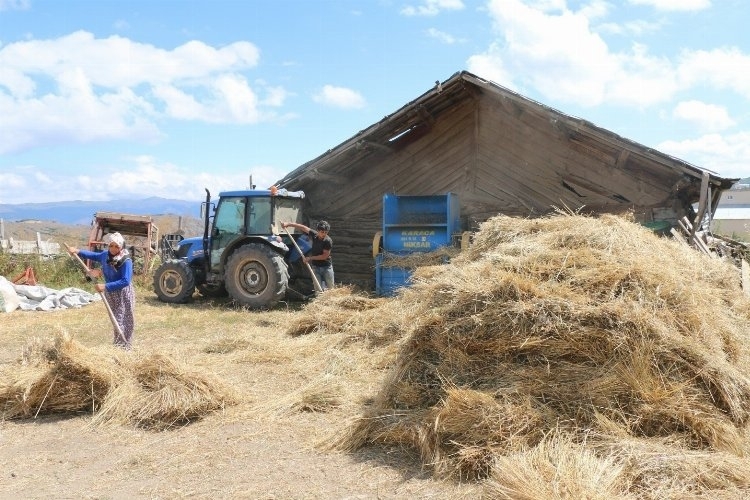 Siyez Buğdayının Üretimi Artıyor: Anadolu'nun Atası Yeniden Canlanıyor