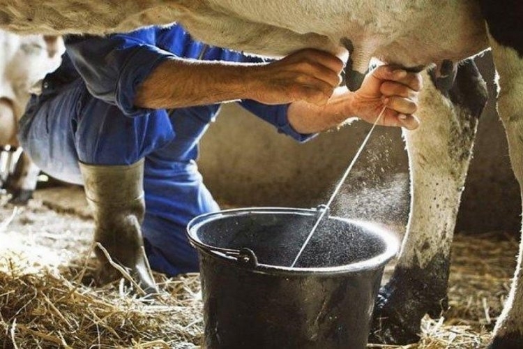 Süt ve Süt Ürünleri Üretiminde İyimser Artış Trendi