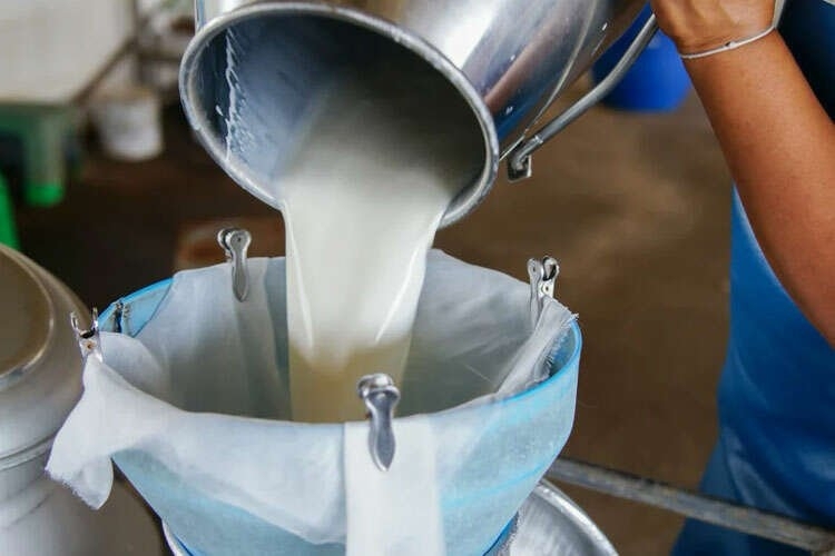 Çiğ Süt Üretiminde Düşüş Gözlemlendi