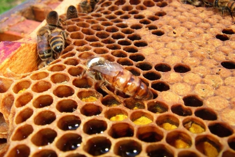 İklim Değişikliği, Bal Arılarını Olumsuz Etkiliyor
