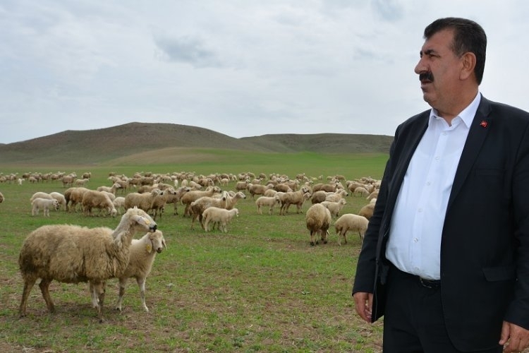 Çevre Sorunları Küçükbaş Hayvancılığı Tehdit Ediyor
