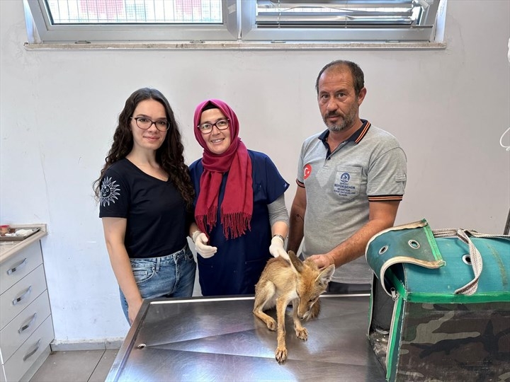 Denizli Büyükşehir’den yaban hayatına yardım eli