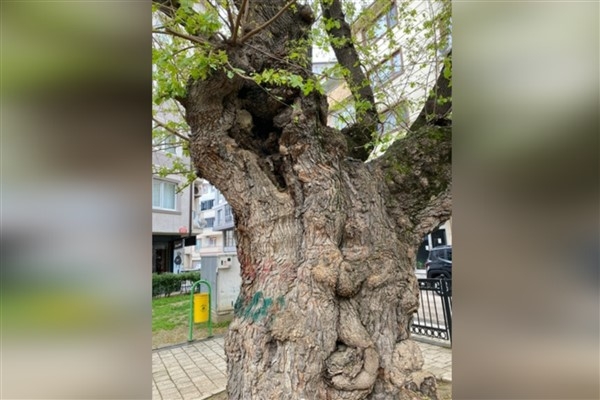 Osmangazi'de asırlık dut ağacının bakımı yapıldı