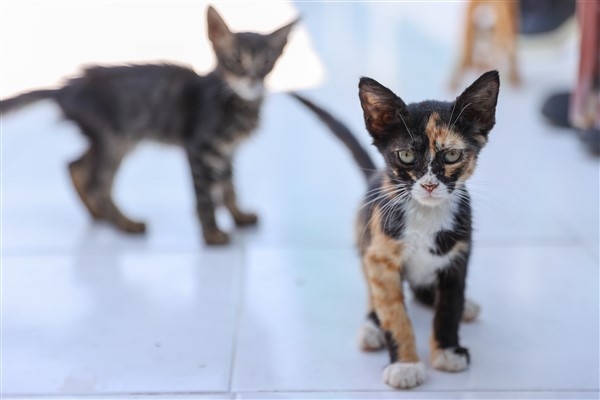 Buca'da 212 sahipsiz kedi ve köpek yeni ailesine kavuştu