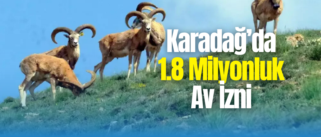1.8 Milyon TL'ye Tek Bir Anadolu Yaban Koyunu Avlanacak