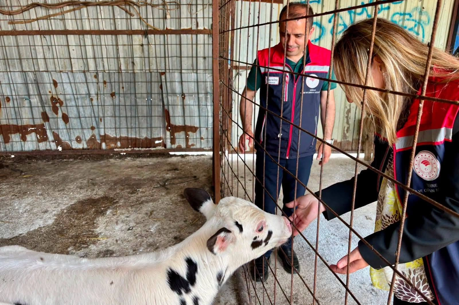 Edirne’de Örnek İşletmeye “Hastalıktan Ari” Sertifikası