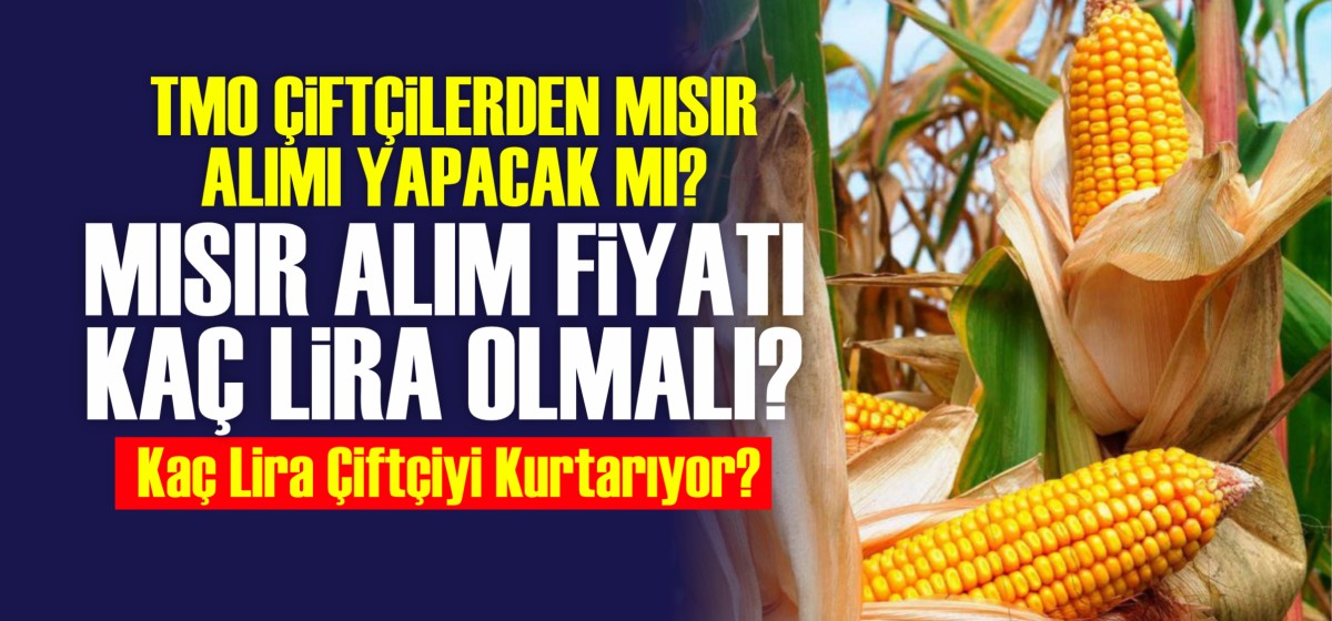 TMO çiftçiden mısır alımı yapacak mı ve mısır alım fiyatı kaç lira olmalı? Mısır alım fiyatı ne zaman açıklanacak?