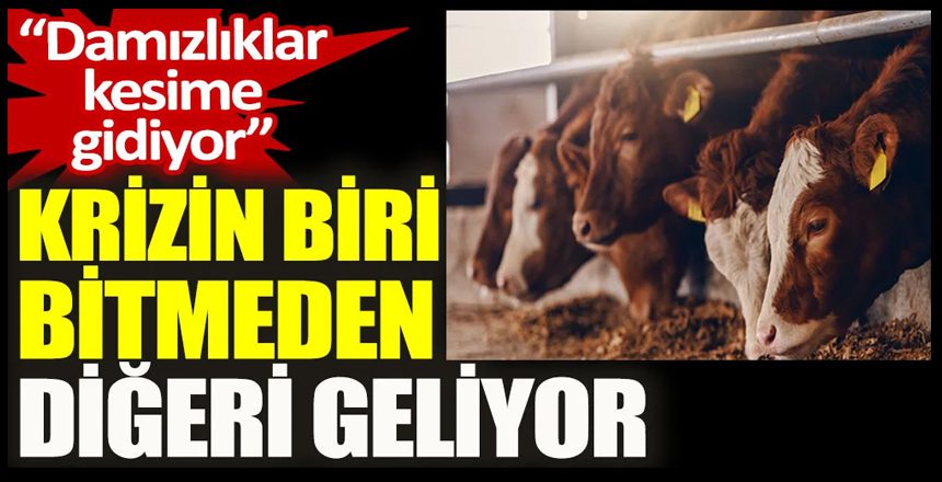 Damızlıklar kesime gidiyor: Hayvancılık sektörü zor durumda