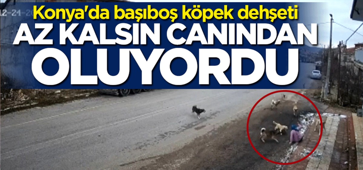 Konya'da başıboş köpek dehşeti: Az kalsın canından oluyordu
