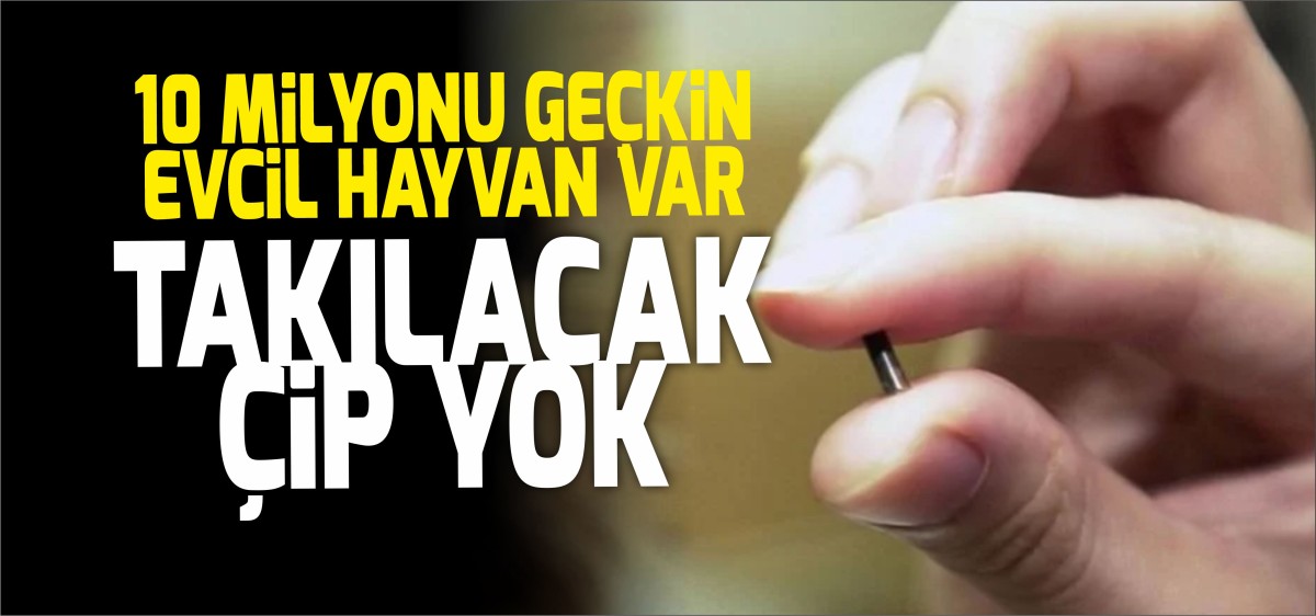 Hayvanlarda Çip Krizi Büyüyor