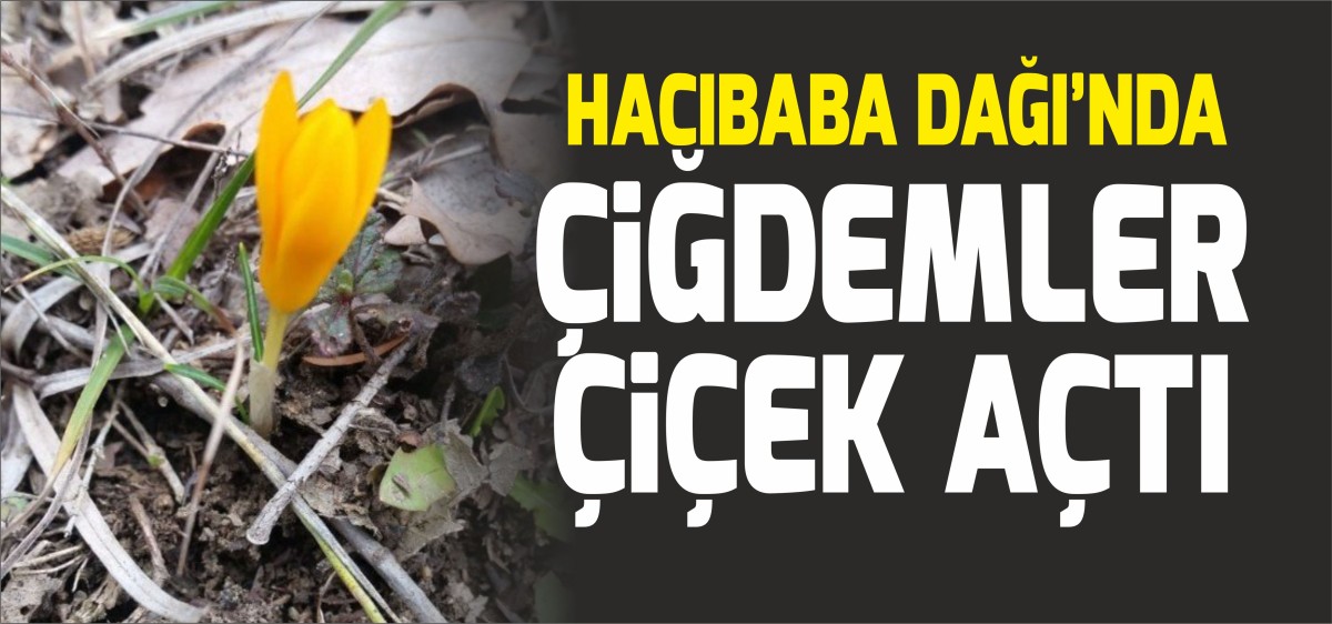Karaman'da baharın müjdecisi çiğdemler çiçek açtı
