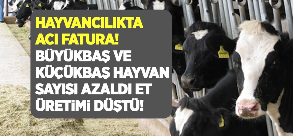 Hayvancılıkta acı fatura! Büyükbaş ve küçükbaş hayvan sayısı azaldı et üretimi düştü!