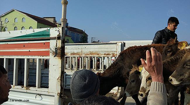 Büyükbaş Hayvanlar Hak Sahiplerine Teslim Ediliyor