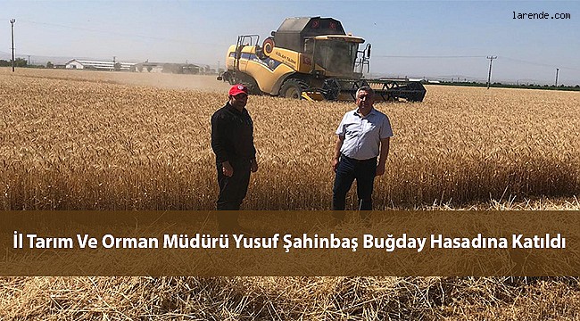 İl Tarım Ve Orman Müdürü Yusuf Şahinbaş Buğday Hasadına Katıldı