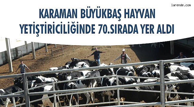 KARAMAN BÜYÜKBAŞ HAYVAN YETİŞTİRİCİLİĞİNDE 70.SIRADA YER ALDI