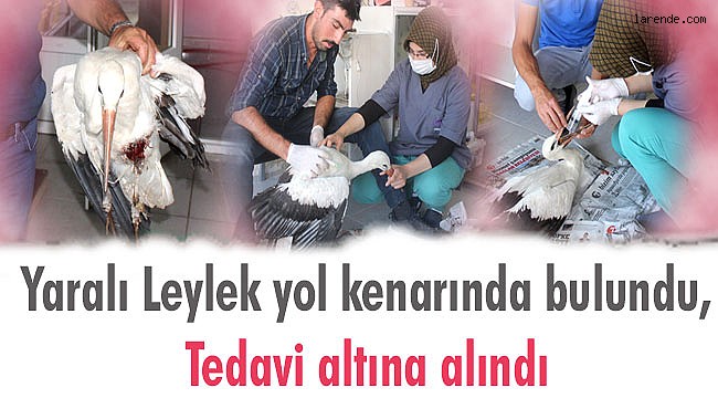Yaralı leylek tedavi altına alındı